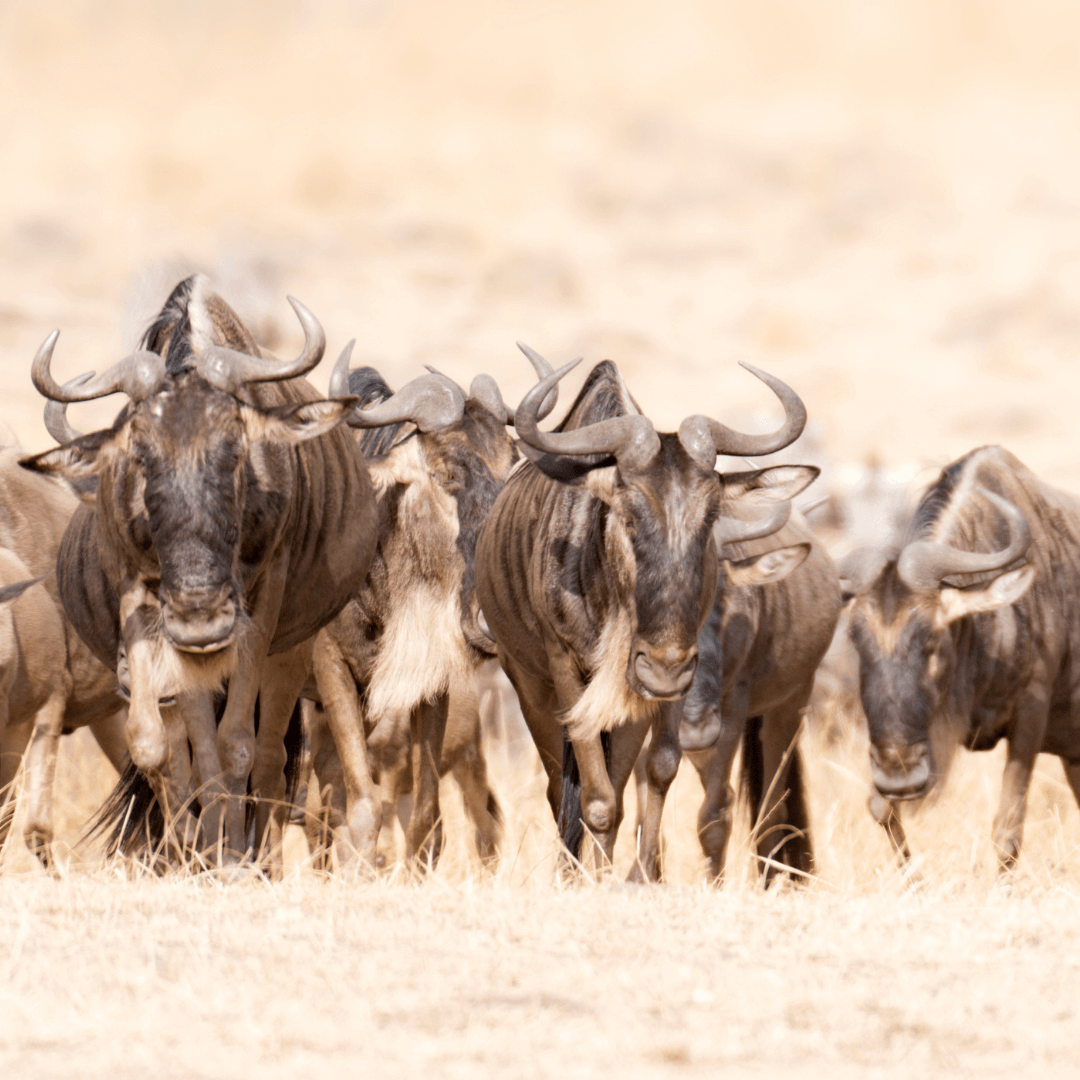 Ngorongoro Safari