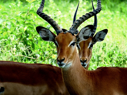 antelope image