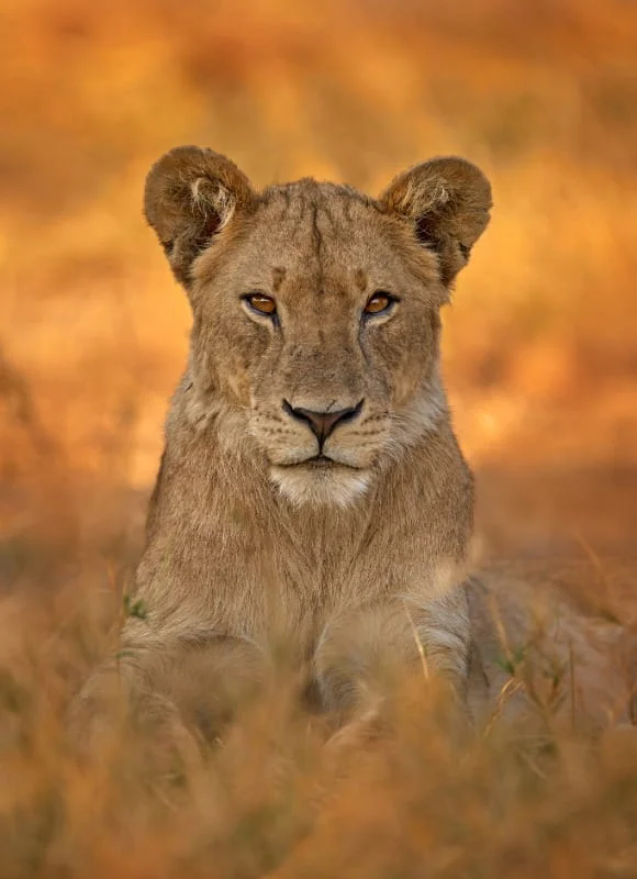 Serengeti Safari